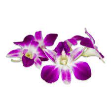 EDIBLE FLOWERS (ORCHIDS)